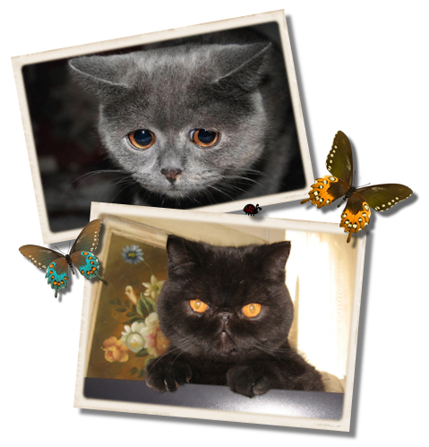 kitties and btrflies